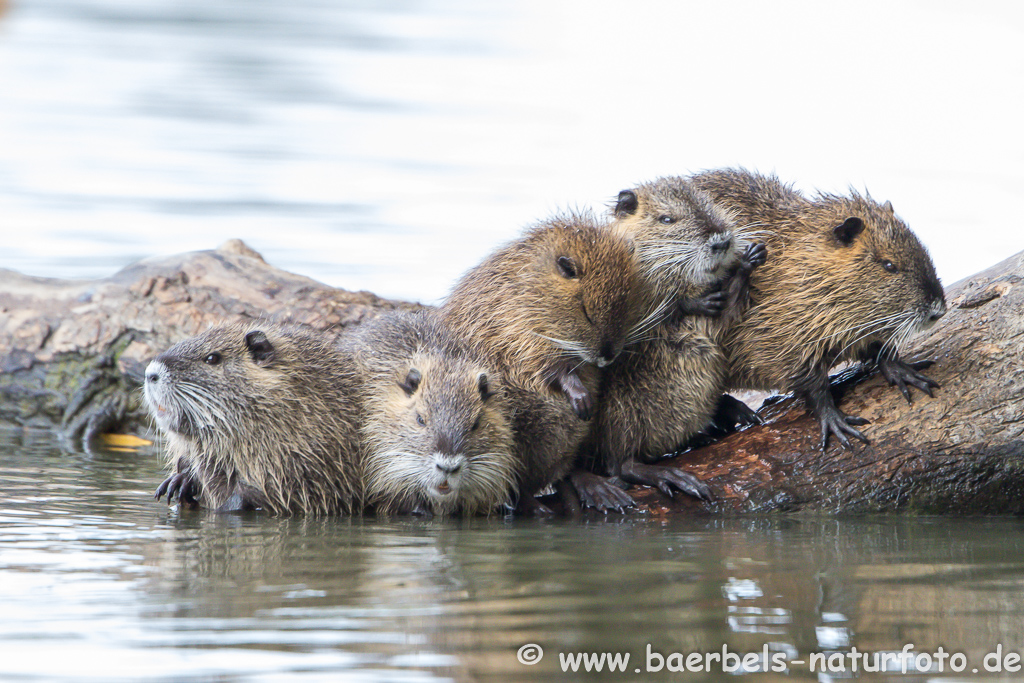 Nutria