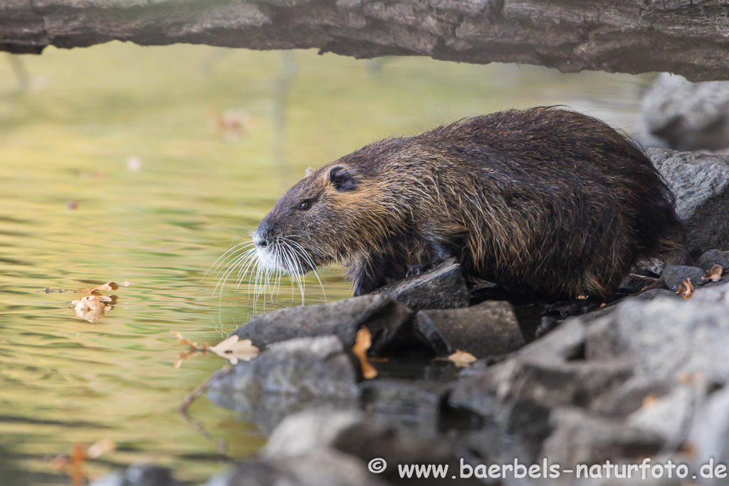 Nutria