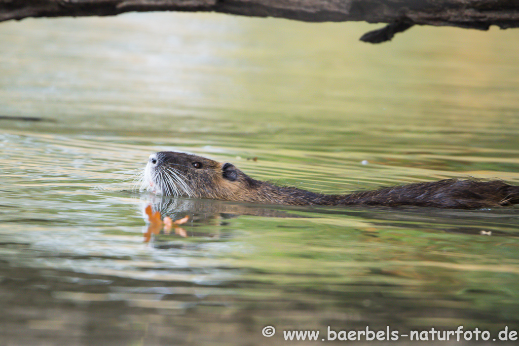 Nutria