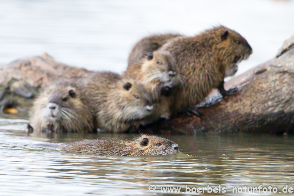 Nutria