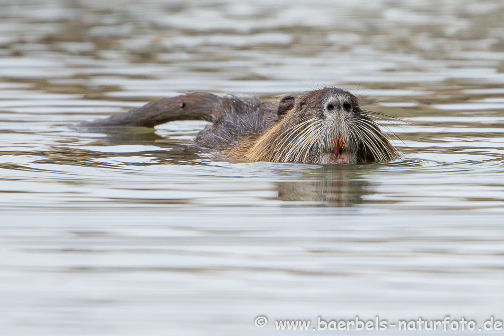 Nutria