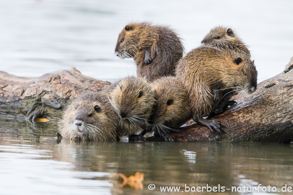 Nutria