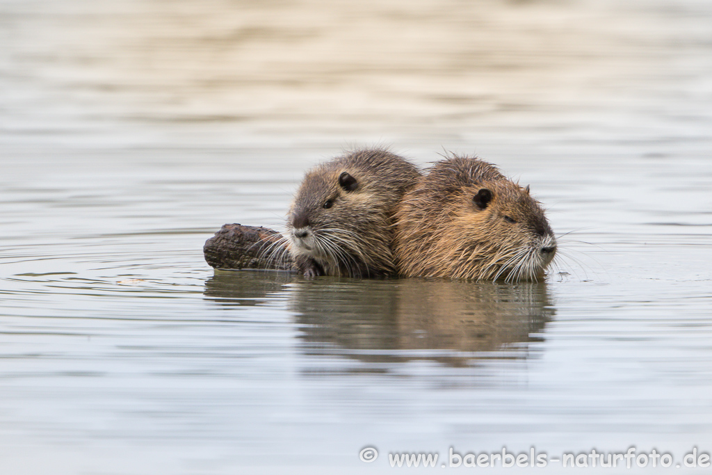 Nutria