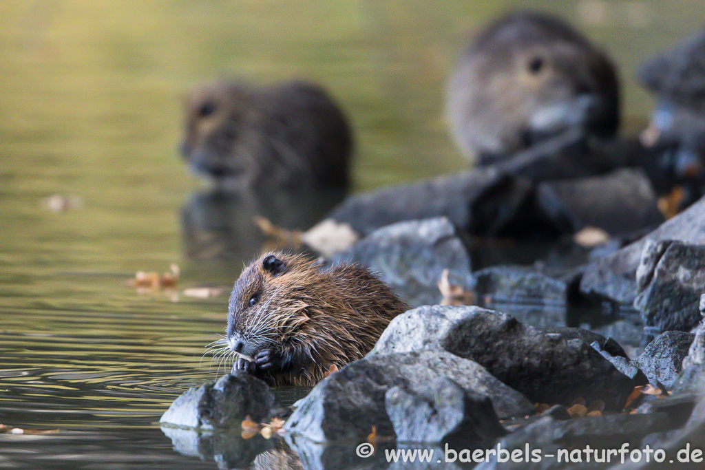 Nutria