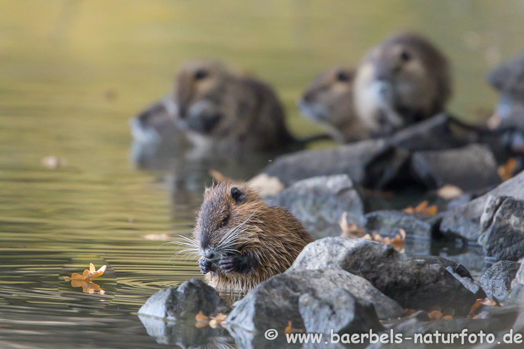 Nutria