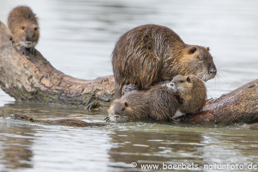 Nutria