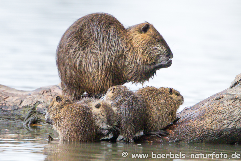 Nutria