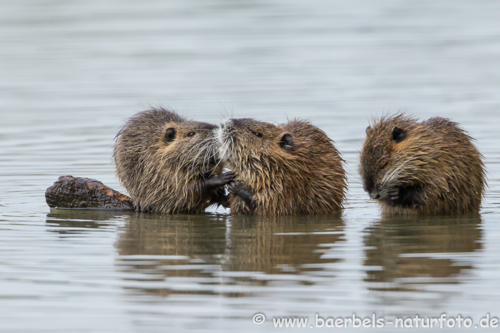 Nutria