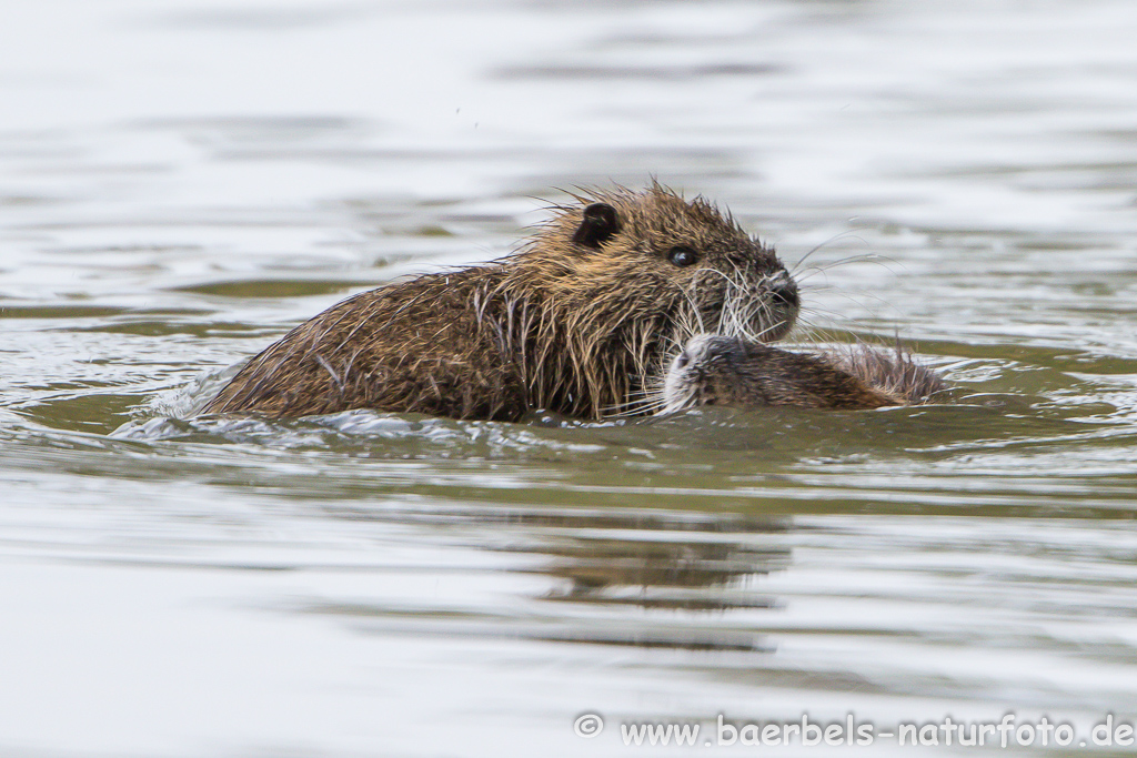 Nutria