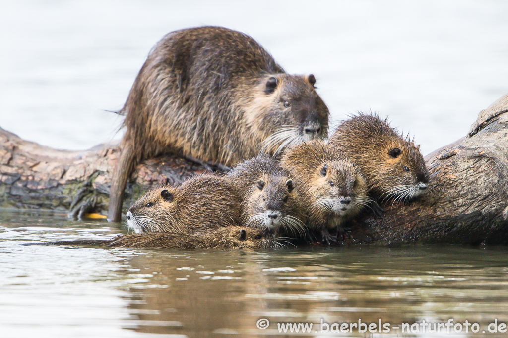 Nutria