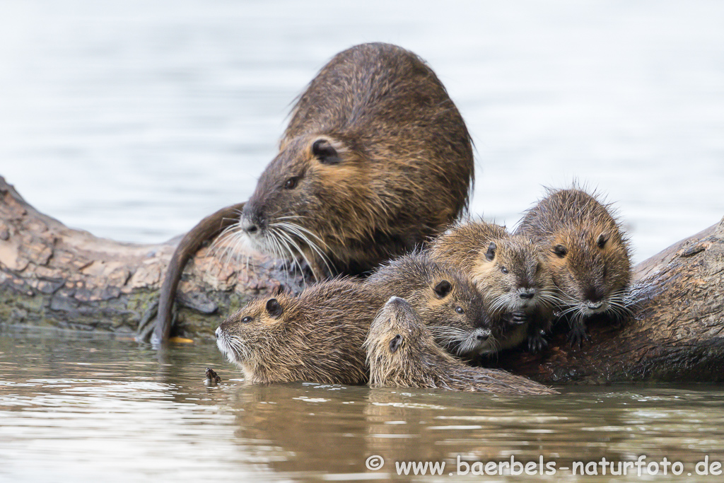 Nutria