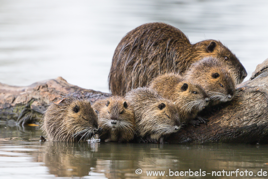 Nutria