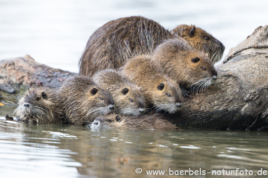 Nutria