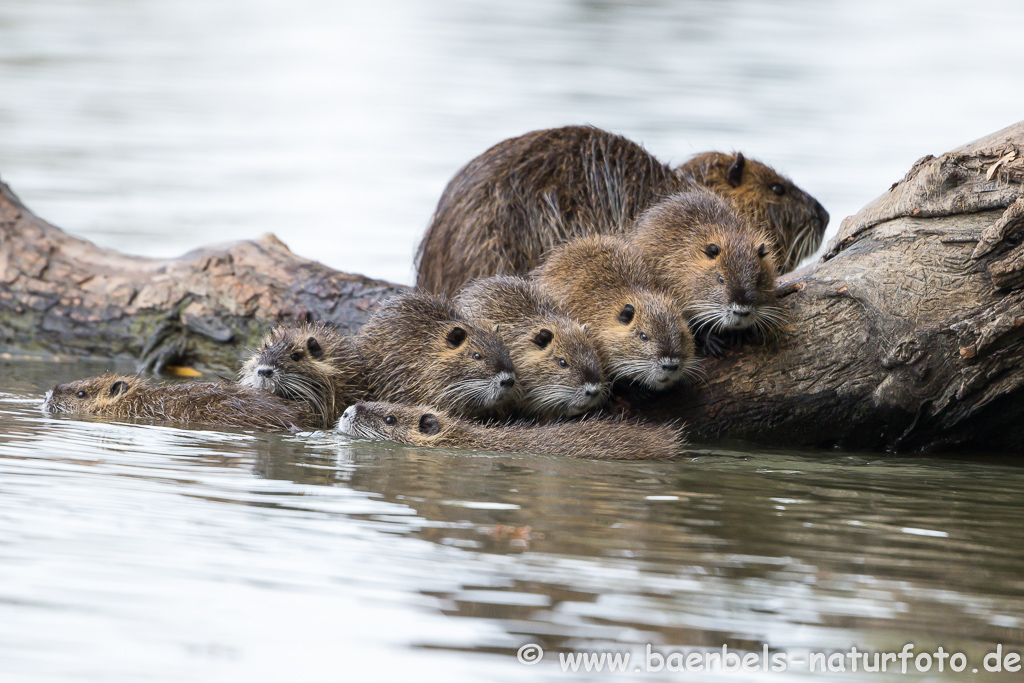 Nutria