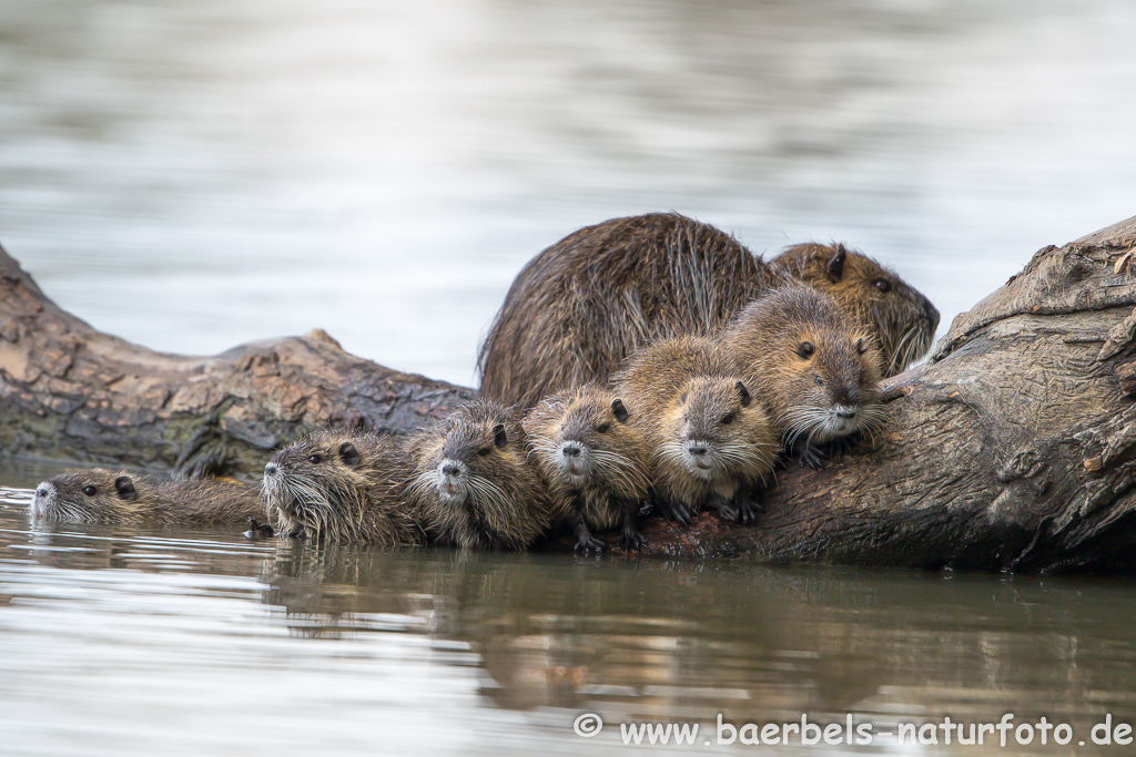 Nutria