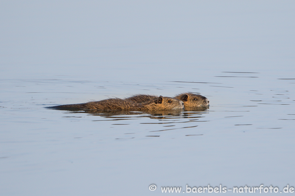 Nutria