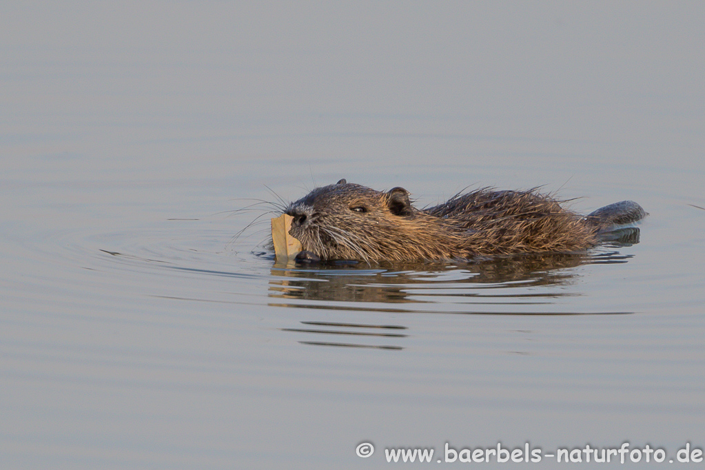 Nutria