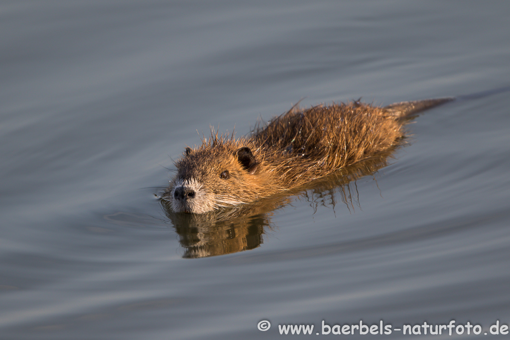 Nutria