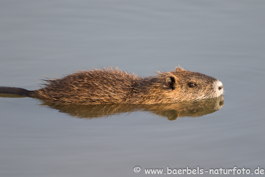 Nutria