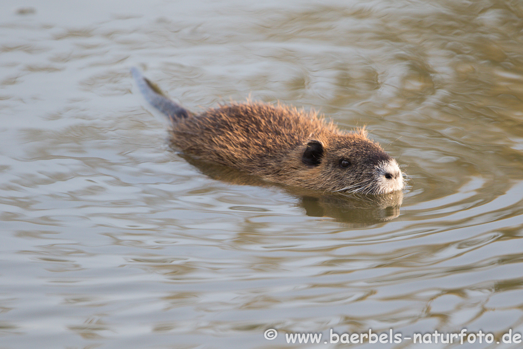 Nutria