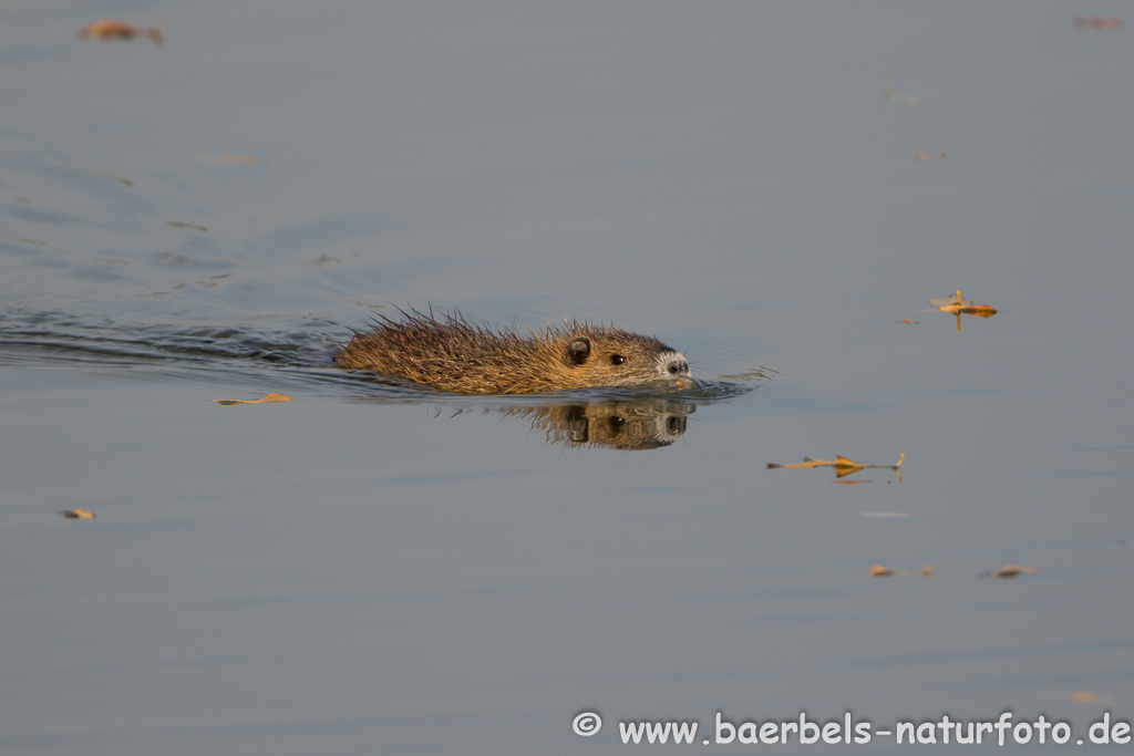 Nutria