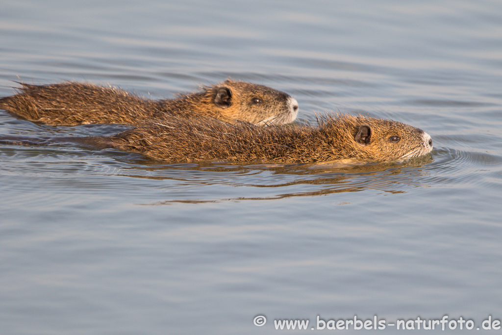 Nutria