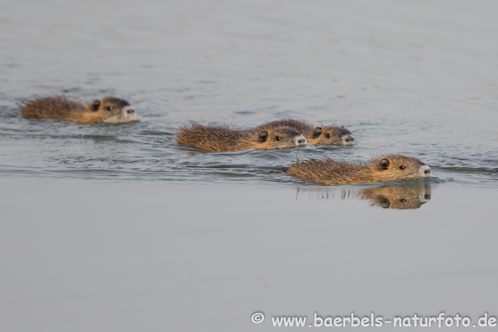 Nutria