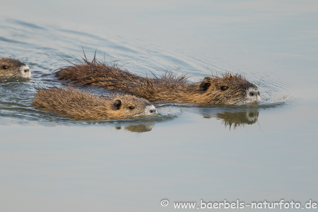 Nutria