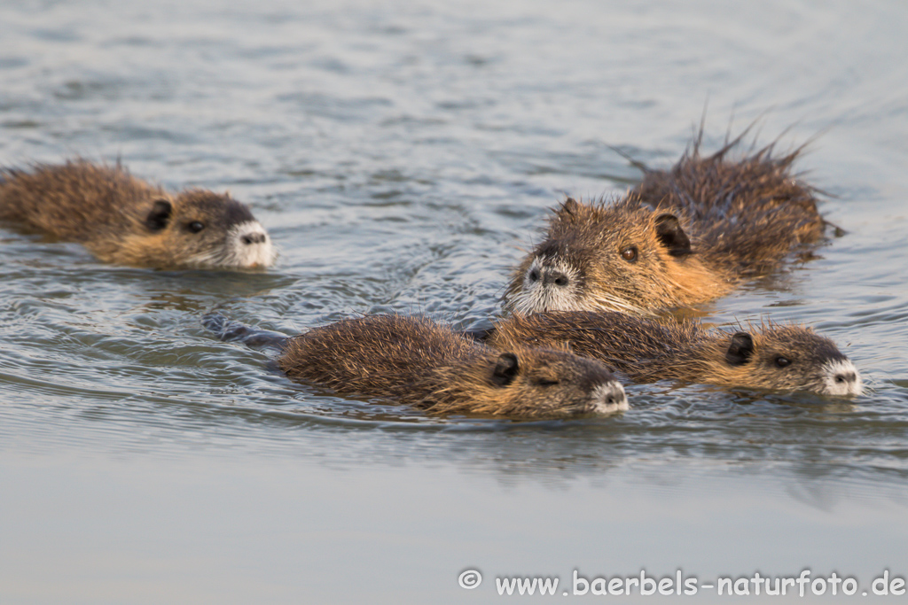 Nutria