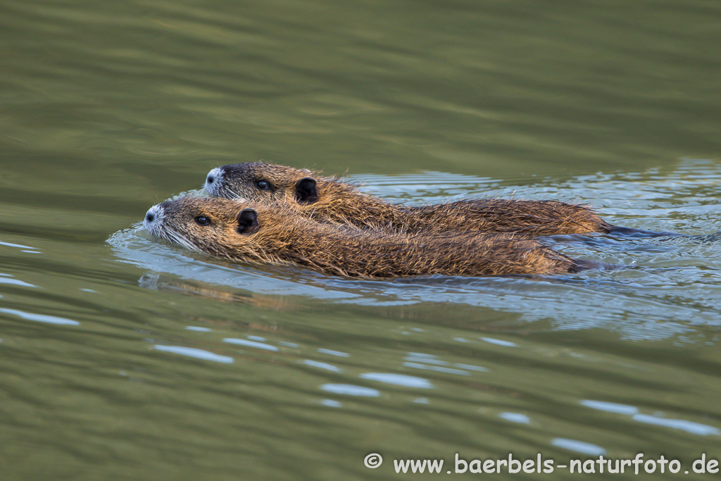 Nutria