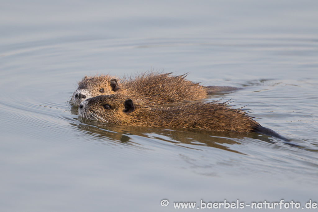 Nutria