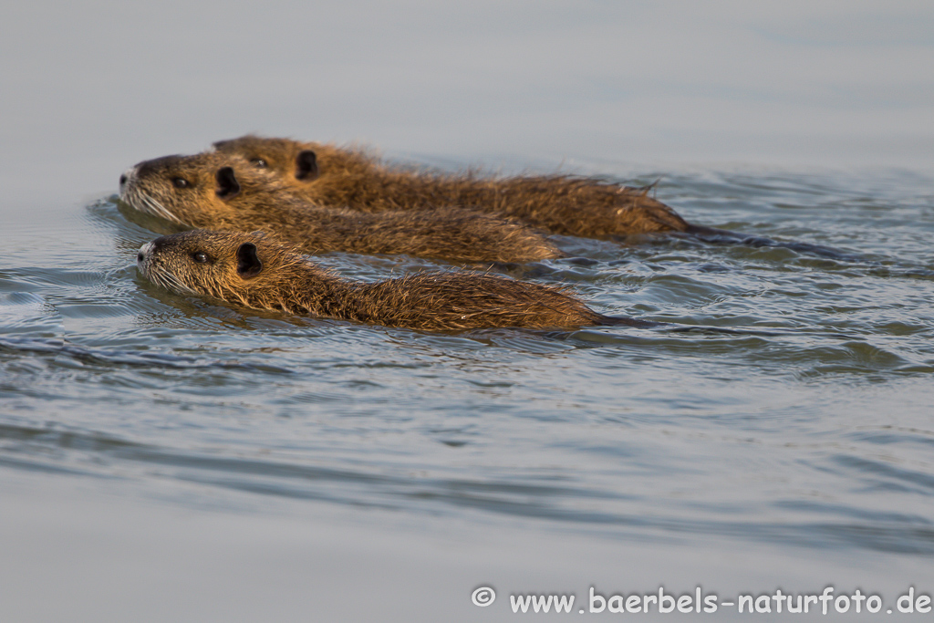 Nutria