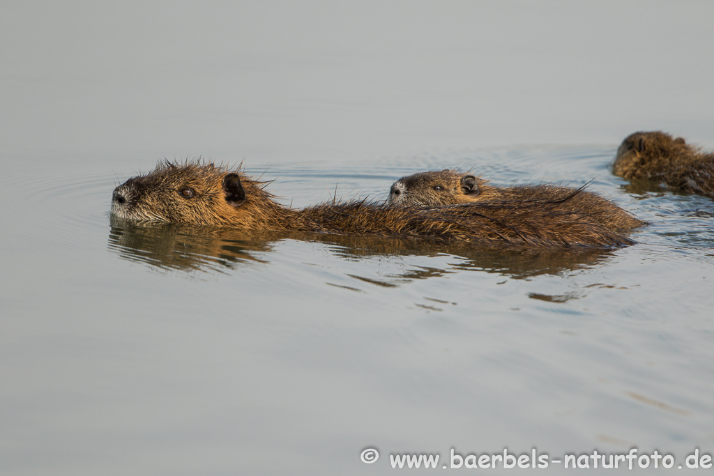 Nutria