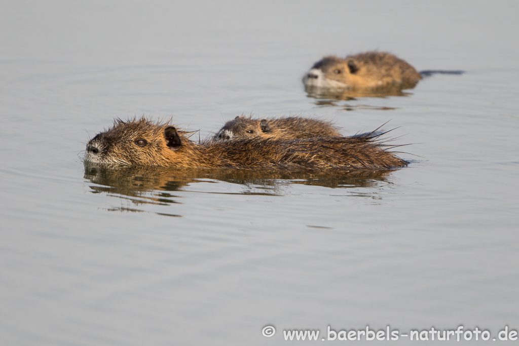 Nutria