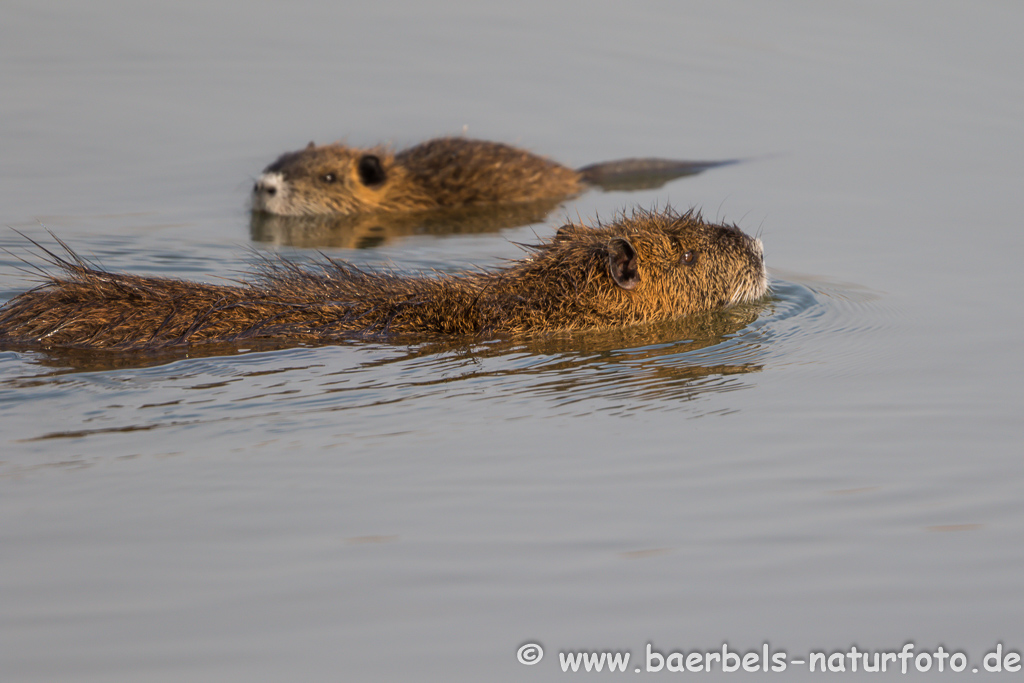 Nutria