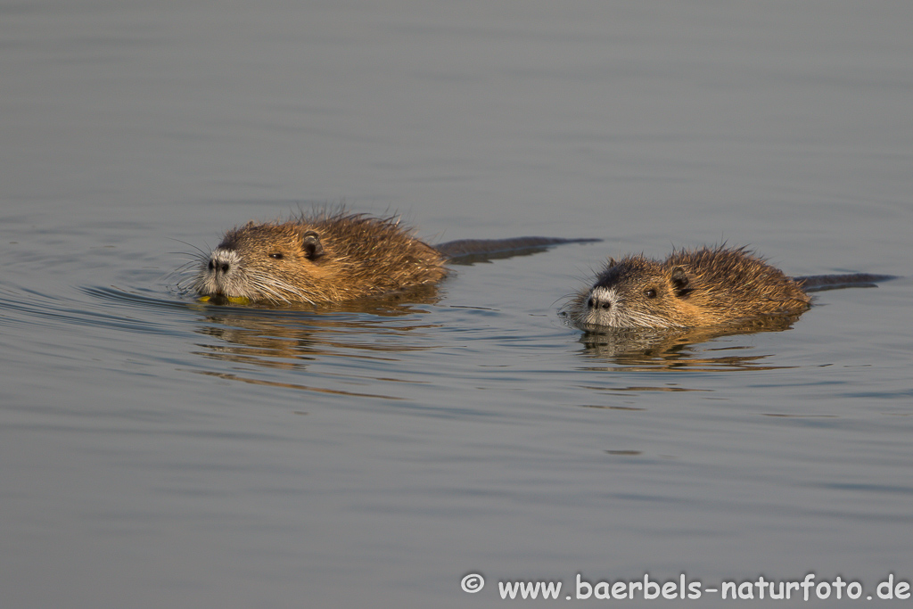 Nutria