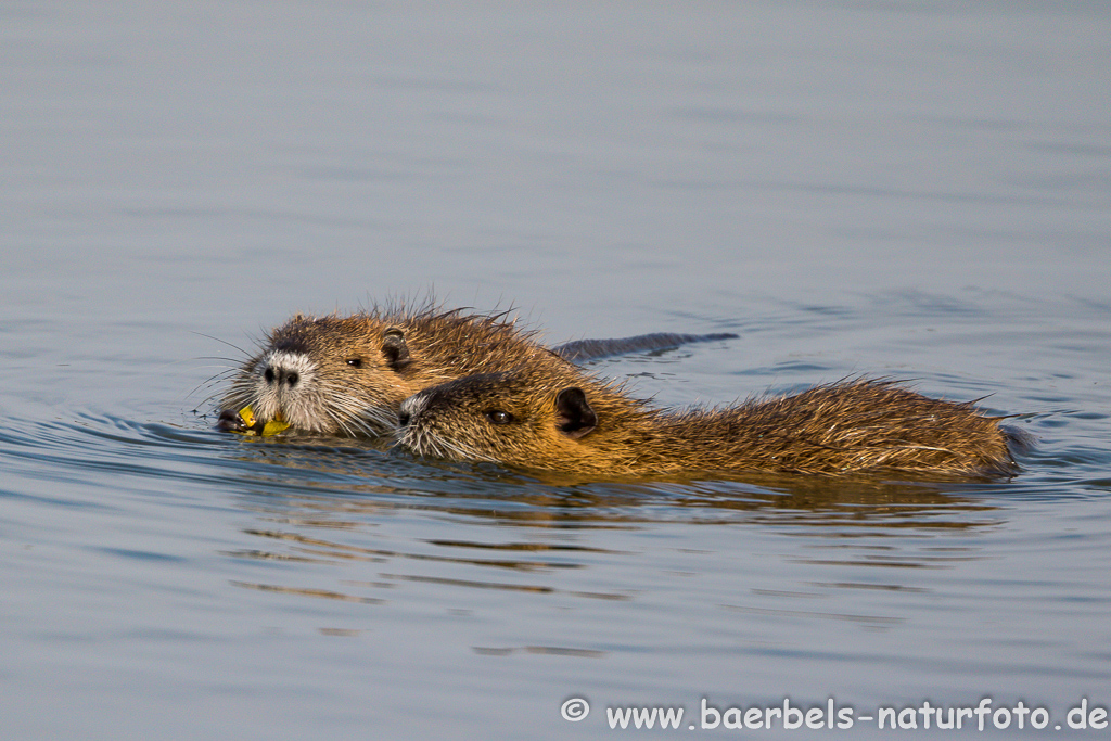 Nutria