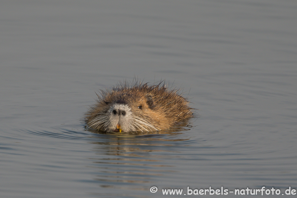 Nutria