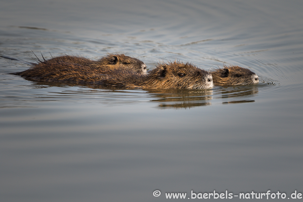 Nutria