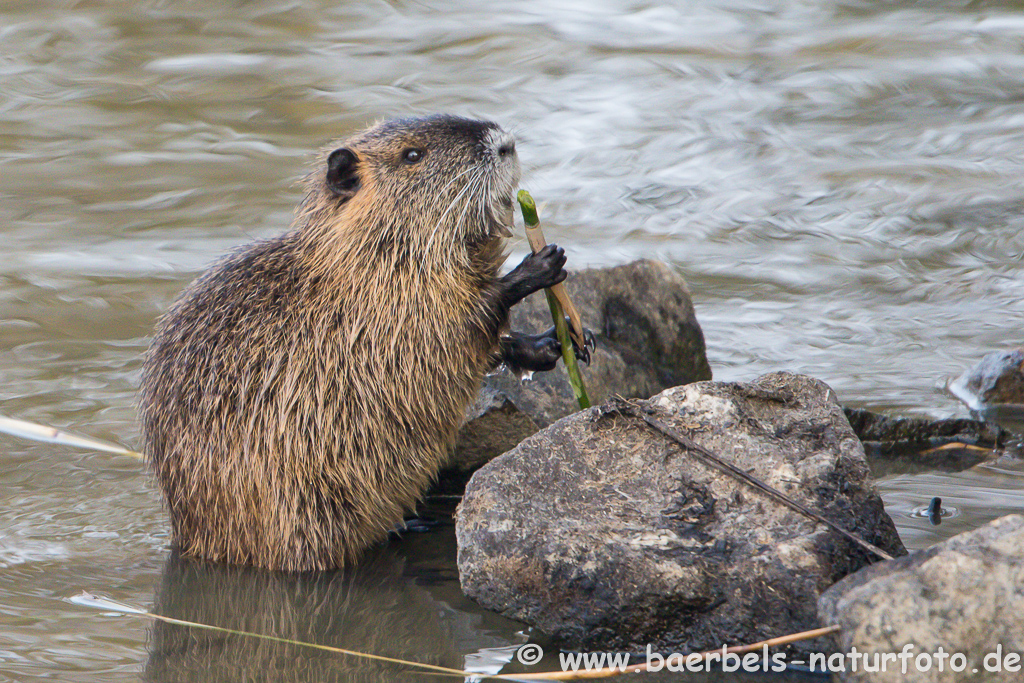 Nutria