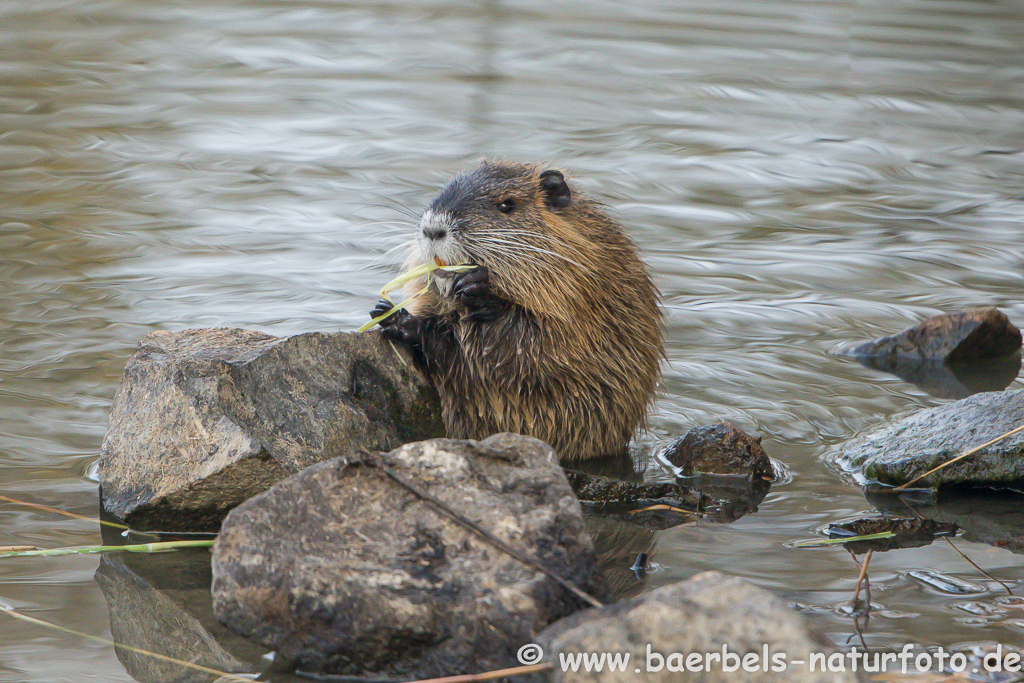 Nutria