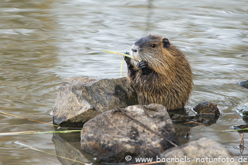 Nutria