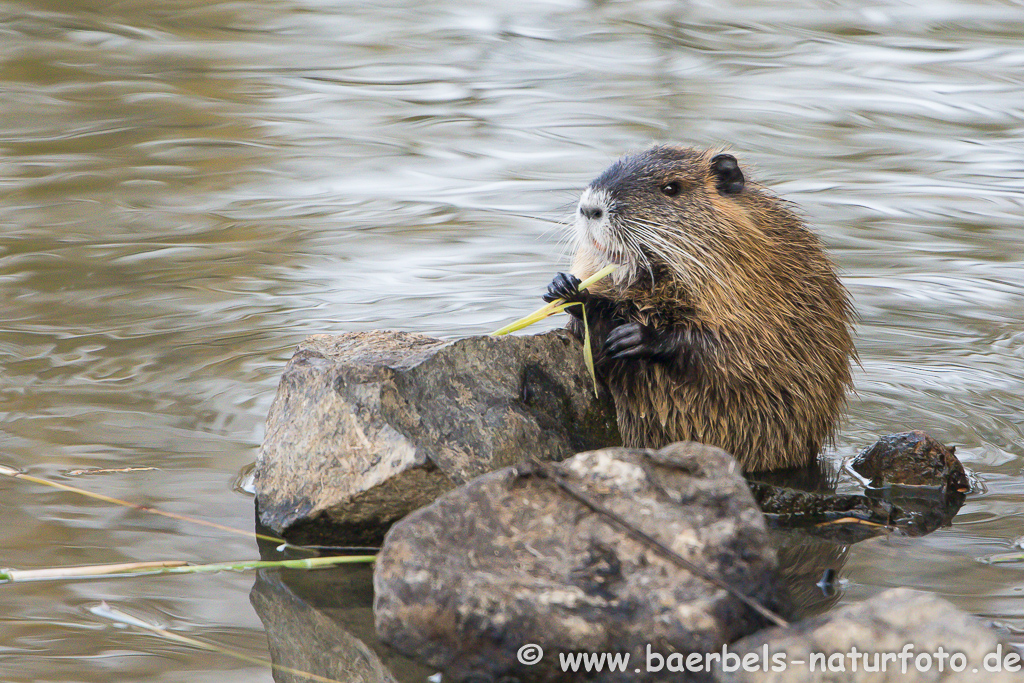 Nutria