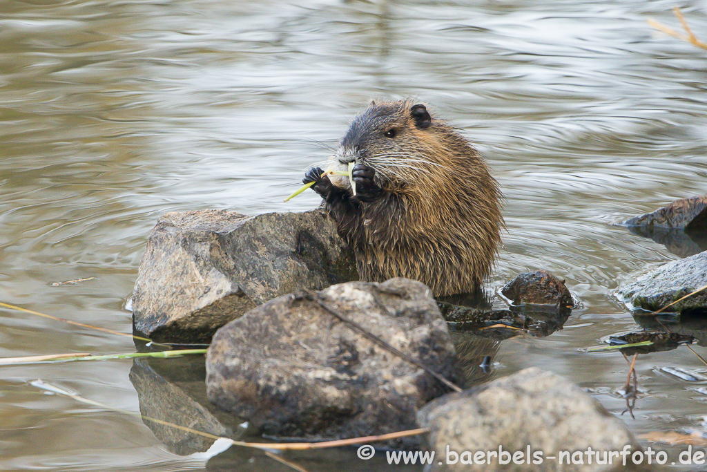 Nutria