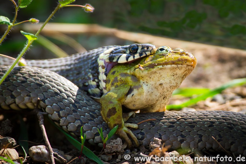 Ringelnatter frisst Frosch