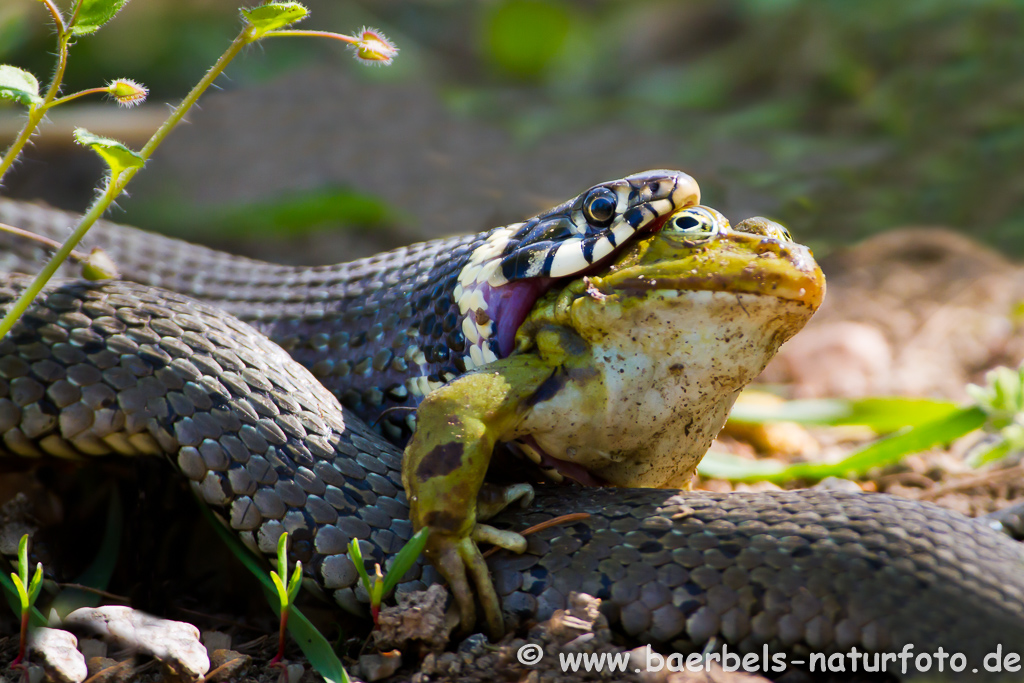 Ringelnatter frisst Frosch