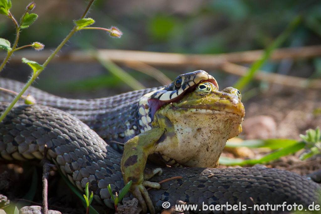 Ringelnatter frisst Frosch