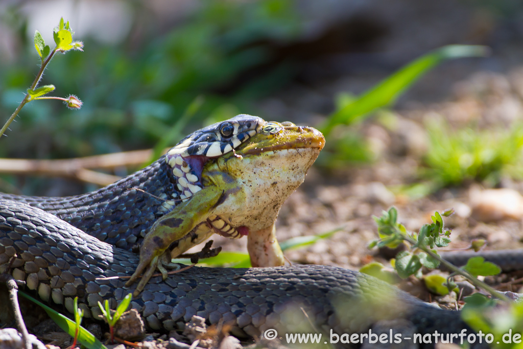 Ringelnatter frisst Frosch