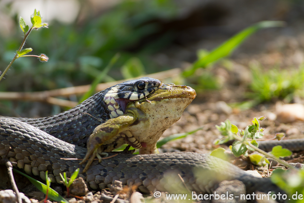 Ringelnatter frisst Frosch