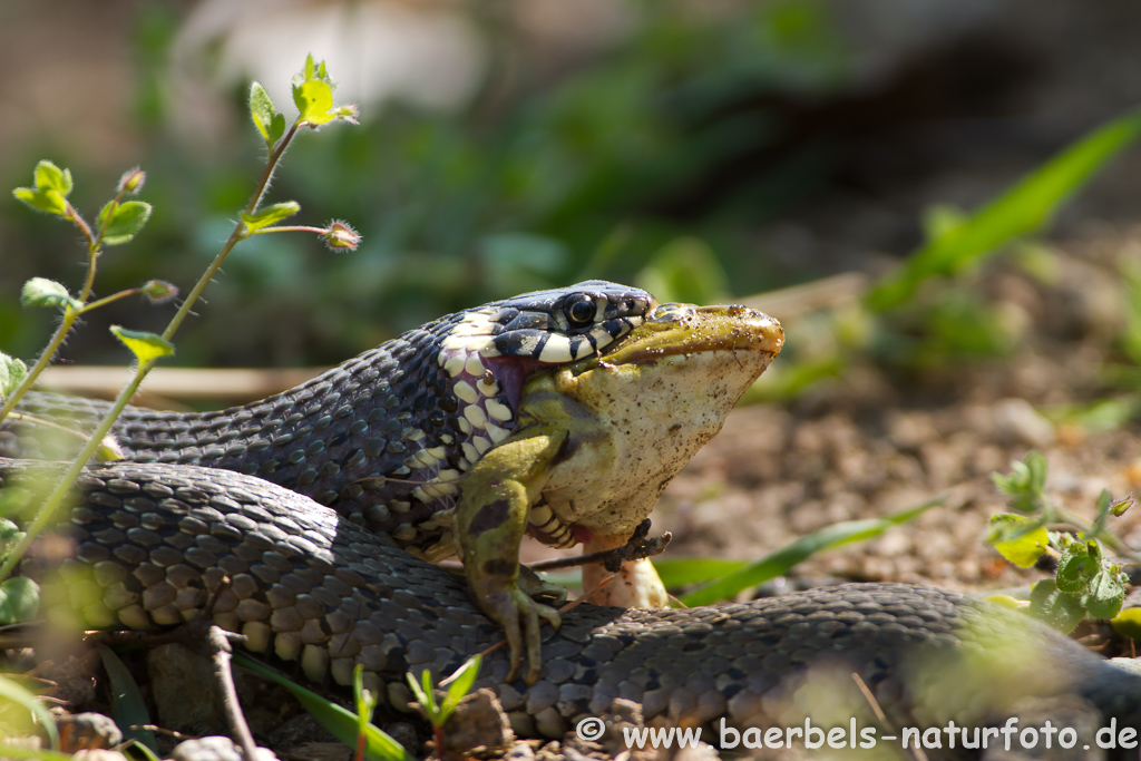 Ringelnatter frisst Frosch